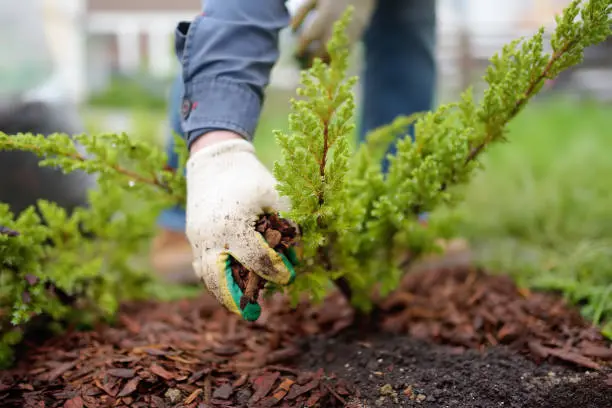 Affordable Mulching in Erie, PA