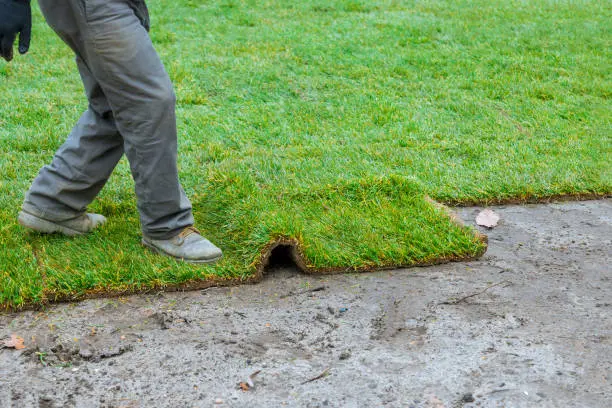 How long after installing sod can you walk on it Erie, PA