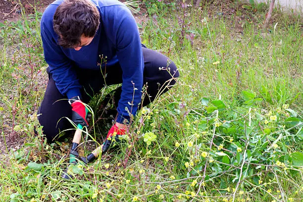 How to clear a yard full of weeds in Erie, PA